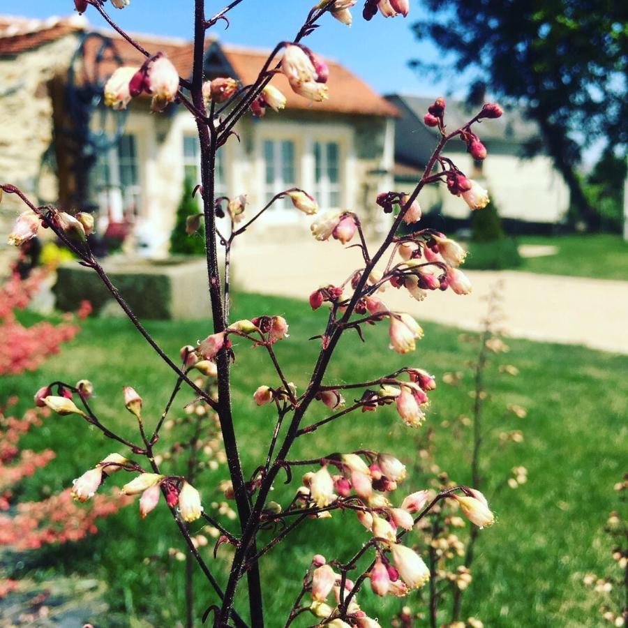 Le Petit Chateau Des Cedres Mouchamps Exteriér fotografie